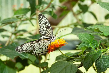 Schmetterling makro close