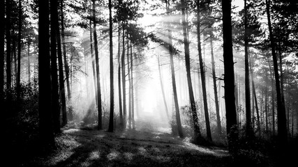 Sunbeams shining through the pine trees of a forest in the Ardennes region in Belgium during a winter or autumn morning. Grassy road through the trees. Silhouetted processing. Fog in forest.  