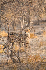 Cheetah walking and standing in the savanna, Etosha national park, Namibia, Africa