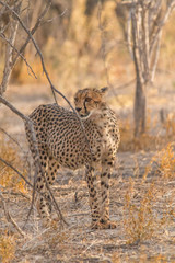 Cheetah walking and standing in the savanna, Etosha national park, Namibia, Africa