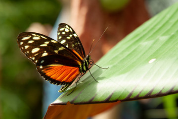 Schmetterling makro close