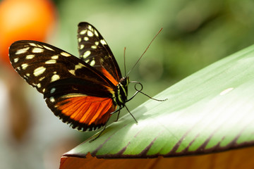 Schmetterling makro close