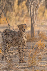 Cheetah walking and standing in the savanna, Etosha national park, Namibia, Africa