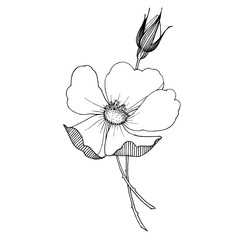 Wild rose floral botanical flower. Black and white engraved ink art. Isolated rosa illustration element.