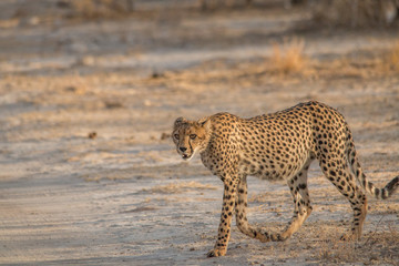Cheetah walking and standing in the savanna, Etosha national park, Namibia, Africa