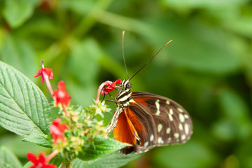 Schmetterling makro close