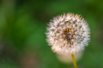 Nursery deciduous plants in the autumn sunny day. Dandelion flower lit by the sun radiate