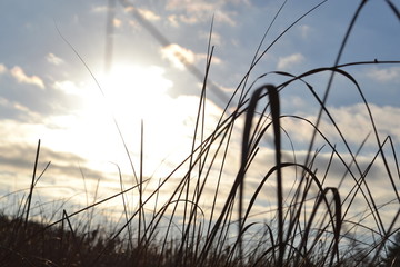 Sun Gleaming on Wheatgrass