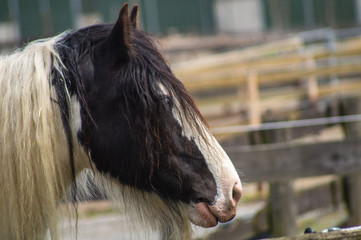 horse in stable