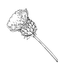 Vector Herbal floral foliage. Black and white engraved ink art. Isolated herbal illustration element.