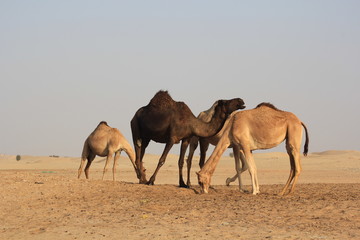 Camels in the desert