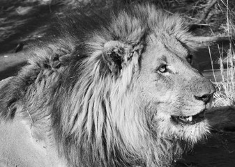 Resting lion Madikwe, SA