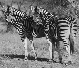 Fototapeta na wymiar Pair of Zebra in Botswana