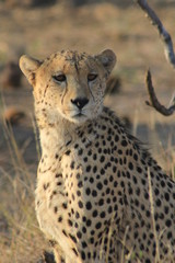 Cheetahs in the wild, Madikwe