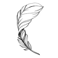 Vector Bird feather from wing isolated. Black and white engraved ink art. Isolated feathers illustration element. - 304755536