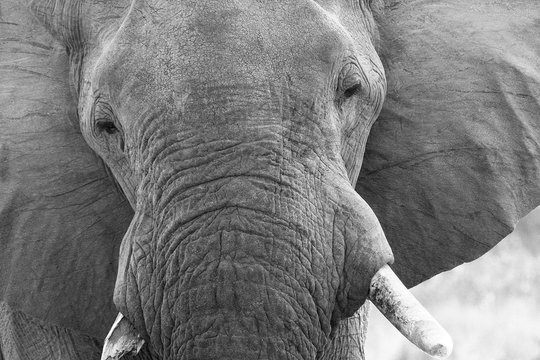 Wild elephants in Savuti Botswana