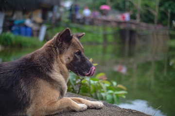 Cutie dog in Etong village at kanchanaburi city Thailand.Pilok mine The Old mine near the Thai-Myanmar border