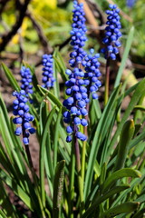 blue hyacinth flowers in the garden