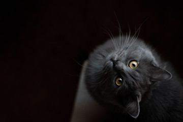 Cute fluffy gray cat with yellow eyes on a dark background. A pet looking up. View from above. Copy...
