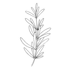 Vector Herbal floral foliage. Black and white engraved ink art. Isolated herbal illustration element.