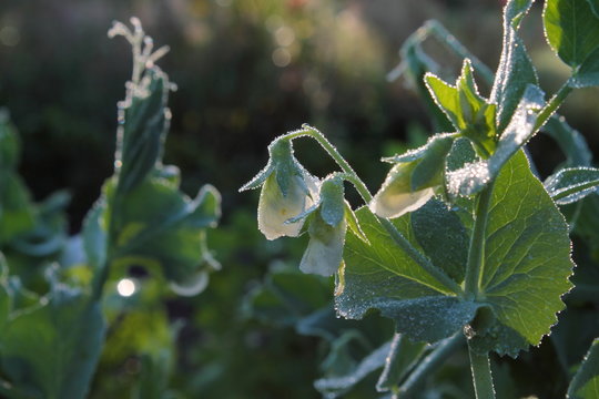 Flowers of a green pea plant in drops of morning dew, summer