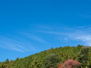 紅葉が始まった山と秋晴れの青空
