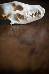 Fototapeta na wymiar Coyote skull still life on wood