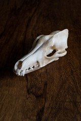 Coyote skull still life on wood