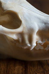 Coyote skull still life on wood