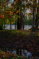 Walk at dawn amid the trees, branches and green leaves. In the background the water of the river Adda.