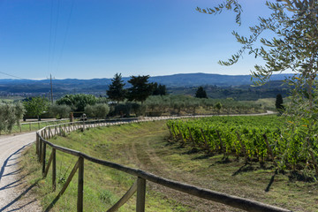 Fototapeta na wymiar Vineyard road in Tuscan countryside