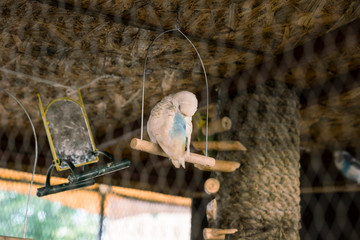 cage parrot