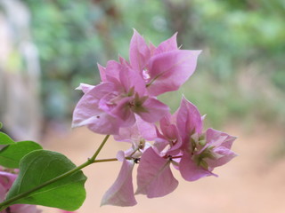 pink color flower