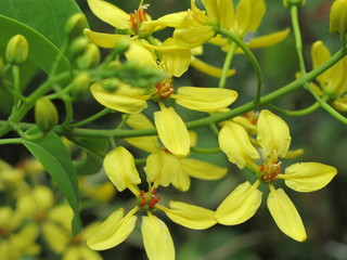 yellow color flower