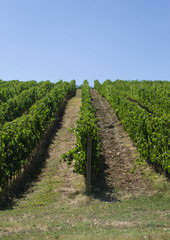 Fototapeta na wymiar Vineyard rows of grape plants in Tuscany, Italy