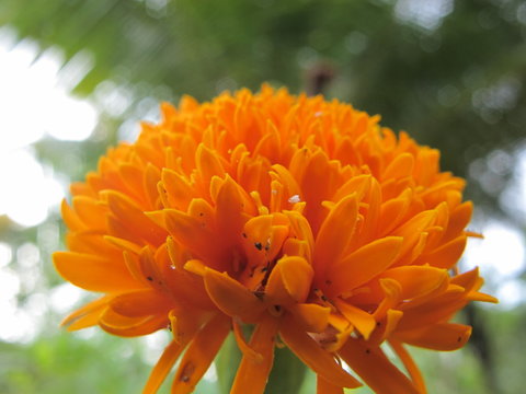 dass flower