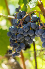 Grapes growing in Chianti region of Tuscany, Italy