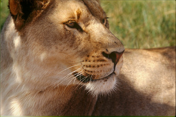lioness close-up and attentive under the shade of trees
