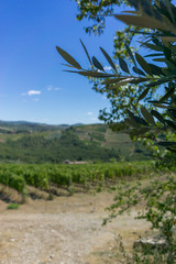 Vineyard road in Tuscan countryside