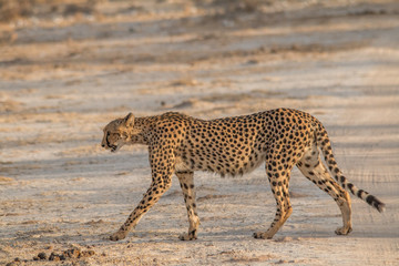 Cheetah walking and standing in the savanna, Etosha national park, Namibia, Africa