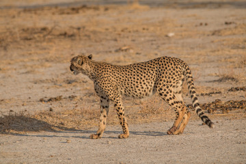 Cheetah walking and standing in the savanna, Etosha national park, Namibia, Africa