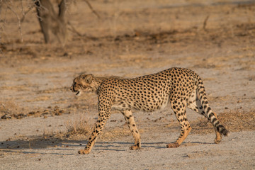 Obraz na płótnie Canvas Cheetah walking and standing in the savanna, Etosha national park, Namibia, Africa