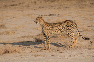 Cheetah walking and standing in the savanna, Etosha national park, Namibia, Africa