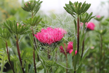 flowers in the garden