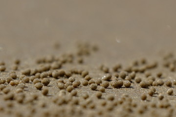 bubble crab