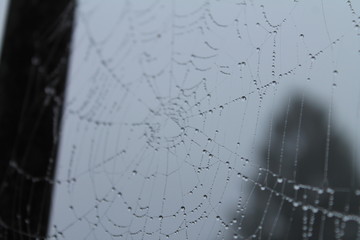 spider web with water drops
