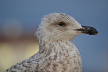 Young seagull on the beach