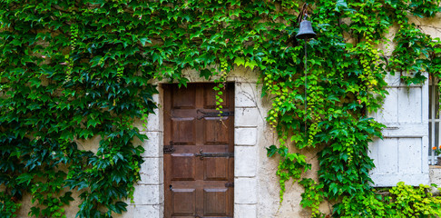 Wall is full of vegetation green color. Plantlush green colors. Green wall, eco friendly vertical garden. Old wall with ivy as background. Vintage door on green wall.