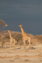 Giraffes in the sunset, Etosha national park, Namibia, Africa