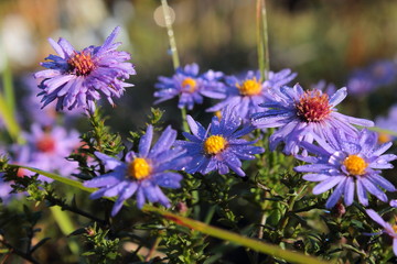 purple flowers in the garden